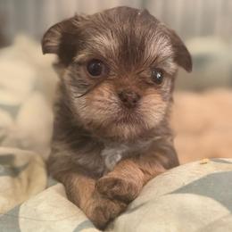Honey bun - Liver female Shorkie puppy in Idaho from Little Rascal Ranch