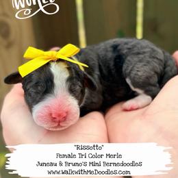 Risotto - Blue merle female Bernedoodle puppy in Orange, Texas from Walk with Me Doodles