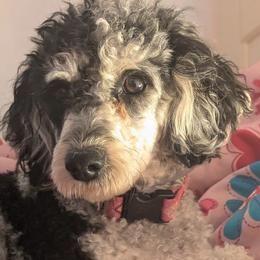 Daisy - Poodle