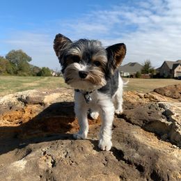 Rolex - Biewer Terrier