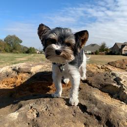Rolex - Biewer Terrier