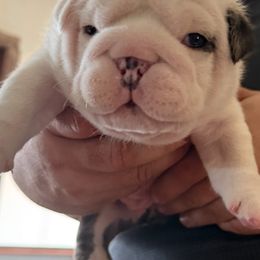 Robert - Red brindle and white male Bulldog puppy in San Antonio, Texas from Bulldogzilla Breeders
