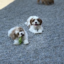 Cavapoo, Cavapoochon, and Companion Cross Puppies from Habibi Bears