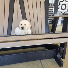 Grayson - Yellow male Labrador Retriever puppy in Woodburn, Indiana from Marlene's Labrador Retrievers