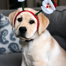 Labrador Retriever Puppies from van Dalen Labradors