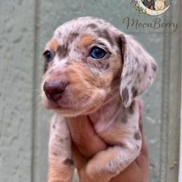 Bee-CKC - Dapple female Dachshund puppy in Tecumseh, Oklahoma from MoonBerry Miniature Dachshunds