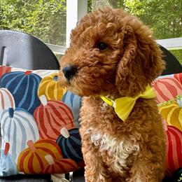 Rochambeau - Red  male Goldendoodle puppy in Camden, North Carolina from Oopsie Doodles of NC