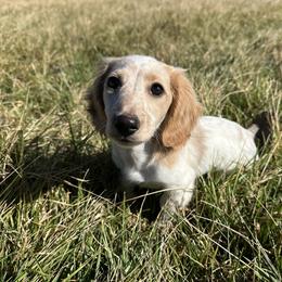 Zero - Piebald male Dachshund puppy in Mount Airy, North Carolina from Pine Ridge Mini Doxies