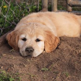 Golden Retriever Puppies from Sweet Breeze Acres