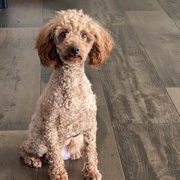 Cece - Poodle
