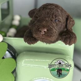 Peeta - Chocolate male Goldendoodle puppy in Ocoee, Tennessee from Liberty Creek Farms