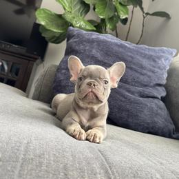 Red - Tricolors male French Bulldog puppy in Bolingbrook, Illinois from Yara the Frenchie