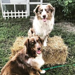 Australian Shepherd All Grown Up from Rock Springs Australian Shepherds