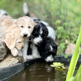 Assorted Doodle Crosses and Goldendoodle Puppies from Wake Forest Darling Doodles
