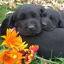 Rocky Ridge Labradors breeder of Labrador Retriever