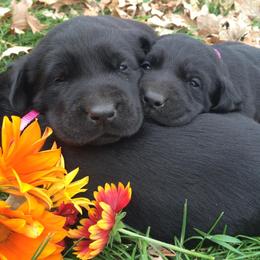 Rocky Ridge Labradors breeder of Labrador Retriever