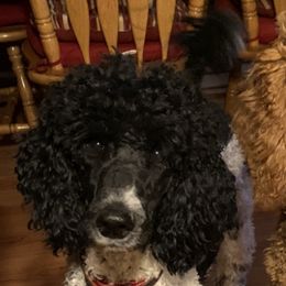 Poodles from Trish’s SO IL Poodles