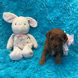 Lady - Red female Cavapoo puppy in Taft, Tennessee from Knight Pups