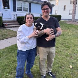 Hyacinth - Black brown and white female Basset Hound puppy in Bellaire, Ohio from Blessed Bassets