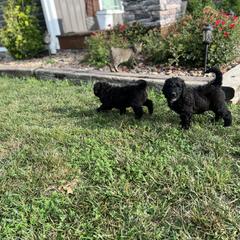 Saint Berdoodle Puppies from Highland Ridge Doodles