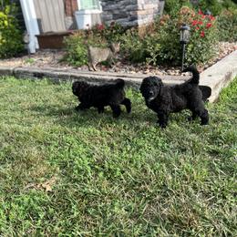 Saint Berdoodle Puppies from Highland Ridge Doodles
