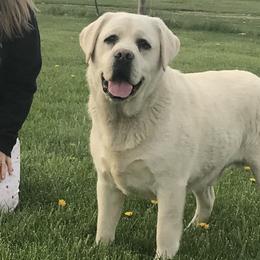 Trooper - Labrador Retriever
