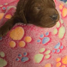Luisa - Red  female Goldendoodle puppy in Conklin, Michigan from Lake Michigan Couture Cavapoos & Cockapoos