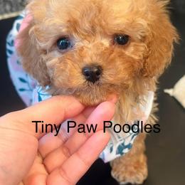 Poodle Puppies from Tiny Toy Poodles