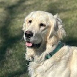 Dachshunds and Golden Retrievers from Ryder's Roundup