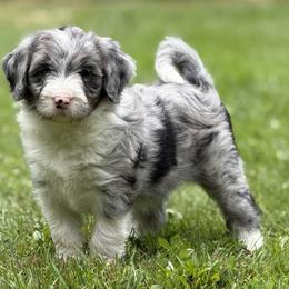Girl 3 - Blue merle female Bordoodle puppy in Shelton, Washington from Prophecy Kennels