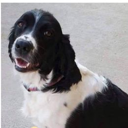Retta - English Springer Spaniel
