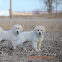 Golden Retriever and Jack Russell Terrier Puppies from VS Golden Fields