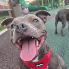 Mako - Staffordshire Bull Terrier