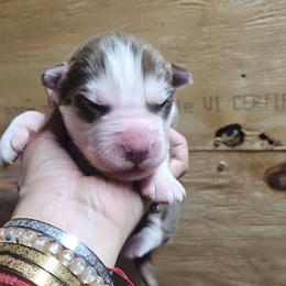 Copper - Brown and white male Siberian Husky puppy in Springfield, Massachusetts from 16acreshuskies