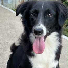 Lily - Miniature Australian Shepherd