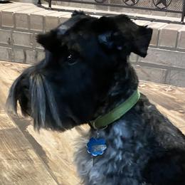 Miniature Schnauzers from R&T Tx Mini Schnauzers