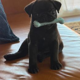 Pug Puppies from Temple Gates Pugs