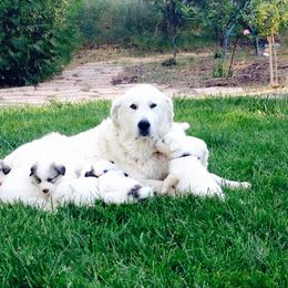 Great Pyrenees Puppies from Heritage Mountain Ranch
