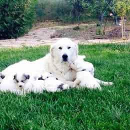 Great Pyrenees Puppies from Heritage Mountain Ranch