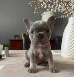 Blue - Blue male French Bulldog puppy in Bolingbrook, Illinois from Flores Frenchies