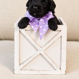 Miss Lavender Collar - Black female Australian Labradoodle puppy in Wake Forest, North Carolina from Lucky Country Labradoodles