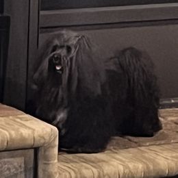 Louie - Havanese