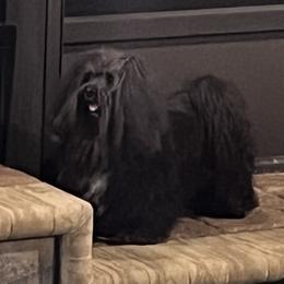 Louie - Havanese