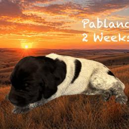 Poblano - Black and white male German Shorthaired Pointer puppy in Columbus, Nebraska from Prancy Pawz