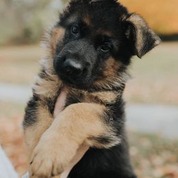 German Shepherd Puppies from Vom Platzhirsch Kennels