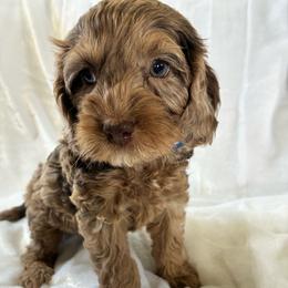 Hal - Merle male Cockapoo puppy in Adrian, Oregon from ApplebyFarm