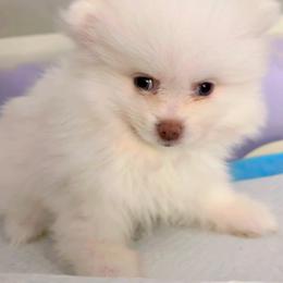 AKC Betty Lou - White female Pomeranian puppy in Douglas, Massachusetts from Country Oak Poms LLC