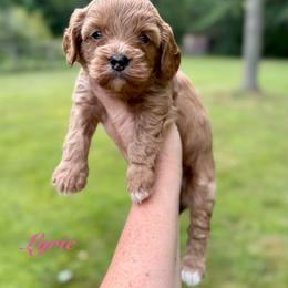 Lyric - Red female Cavapoo puppy in Midland, Michigan from Northern Charm Farm