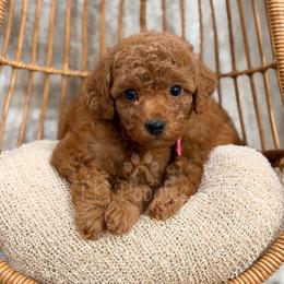 Mercedes - Red  female Poodle puppy in Belleville, New Jersey from TK Poodles