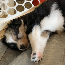 Australian Shepherd Puppies from Juno Homestead Aussies